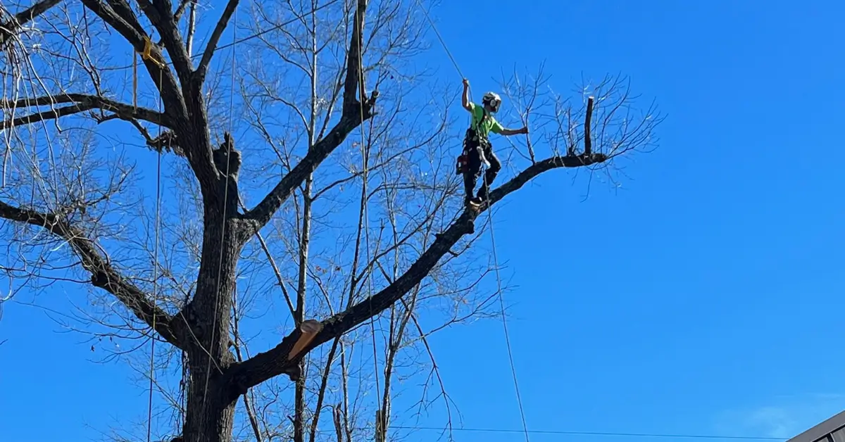 Tree Service Near Me